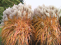Miscanthus%20sinensis%20Kleine%20Silberspinne%20Herbst3.JPG