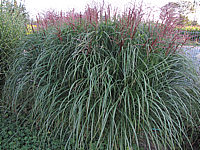 Miscanthus%20sinensis%20Malepartus%2001.JPG