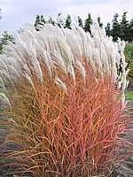 Miscanthus%20sinensis%20Malepartus%2002.JPG