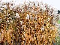 Miscanthus%20sinensis%20Malepartus%2003.JPG
