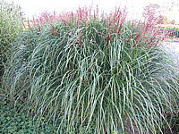 Miscanthus%20sinensis%20Malepartus%2004.JPG