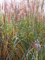 Miscanthus%20sinensis%20Malepartus%2005.JPG
