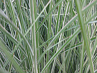 Miscanthus%20sinensis%20Morning%20Light%2001.JPG