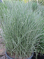 Miscanthus%20sinensis%20Morning%20Light%2002.JPG