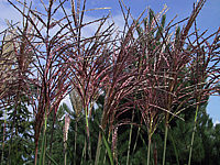 Miscanthus%20sinensis%20Red%20Star%20(Bluete).jpg