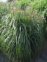 Miscanthus%20sinensis%20Red%20Star%2002.jpg