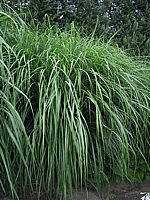Miscanthus%20sinensis%20Red%20Star%2003.jpg