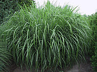 Miscanthus%20sinensis%20Roland%2001.jpg