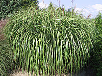 Miscanthus%20sinensis%20Roland%2002.jpg