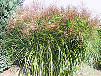 Miscanthus%20sinensis%20Rotsilber.jpg
