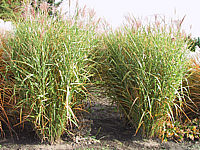 Miscanthus%20sinensis%20September.JPG