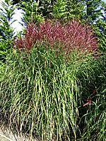 Miscanthus%20sinensis%20Sirene%2001.jpg