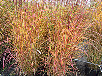 Miscanthus%20sinensis%20Sirene%2002.JPG