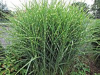 Miscanthus%20sinensis%20Zebrinus%2001.JPG