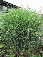 Miscanthus%20sinensis%20Zebrinus%2002.JPG