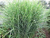 Miscanthus%20sinensis%20Zebrinus%2003.JPG