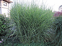 Miscanthus%20sinensis%20Zebrinus%2004.JPG