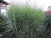 Miscanthus%20sinensis%20Zebrinus%2005.JPG