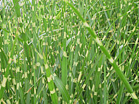 Miscanthus%20sinensis%20Zebrinus%2006.JPG