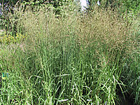 Molinia%20arundinacea%20Karl%20Foerster.jpg