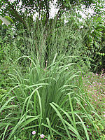 Molinia%20arundinacea%20Transparent%2001.jpg