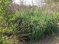 Molinia%20arundinacea%20Transparent%2002.JPG