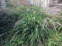 Molinia%20arundinacea%20Transparent%2003.JPG
