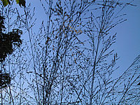 Molinia%20arundinacea%20Transparent%2004.JPG