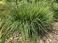 Molinia%20caerulea%20Rotschopf%20002.JPG