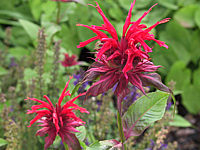 Monarda%20didyma%20Cambridge%20Scarlet%2002.jpg