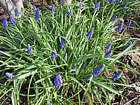 Muscari%20hyazinthoides.JPG