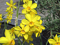 Narcissus%20botanicus%20Baby%20Moon%2002.JPG