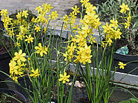 Narcissus%20botanicus%20Baby%20Moon%2003.JPG