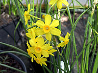 Narcissus%20botanicus%20Baby%20Moon%2004.JPG