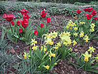 Klicken Sie auf die Vorschau, um das Vollbild zu sehen Narcissus%20botanicus%20Tete%20à%20Tete%2001.JPG