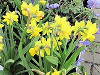 Klicken Sie auf die Vorschau, um das Vollbild zu sehen Narcissus%20botanicus%20Tete%20à%20Tete%2007.JPG