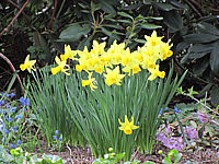Klicken Sie auf die Vorschau, um das Vollbild zu sehen Narcissus%20botanicus%20Tete%20à%20Tete%2008.JPG