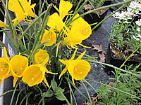 Narcissus%20bulbocodium%20Golden%20Bell%2001.JPG