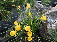 Narcissus%20bulbocodium%20Golden%20Bell%2002.JPG