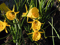 Narcissus%20bulbocodium%20Golden%20Bell%2003.JPG