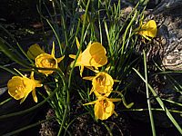 Narcissus%20bulbocodium%20Golden%20Bell%2004.JPG