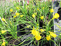 Narcissus%20bulbocodium%20Golden%20Bell%2009.JPG