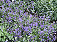 Nepeta%20fassenii%20flaechig%20bluehend.jpg