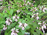 Nepeta%20subsessilis%20Pink%20Dreams.JPG