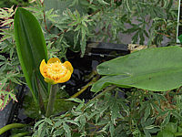 Nuphar%20lutea%20-%20Blueten%20Macro.jpg