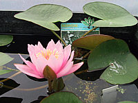 Nymphaea%20Fabiola%202.jpg