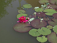 Nymphaea%20Perrys%20Baby%20Red%201.jpg