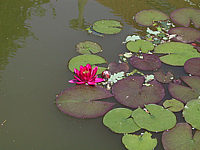 Nymphaea%20Perrys%20Baby%20Red%202.jpg