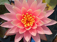 Nymphaea%20Sunny%20Pink%201.JPG