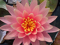 Nymphaea%20Sunny%20Pink%202.JPG